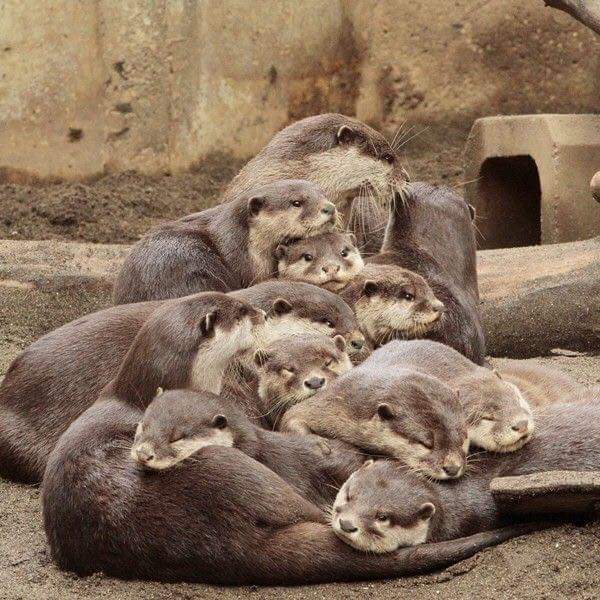 Large otter family attempt family photograph.