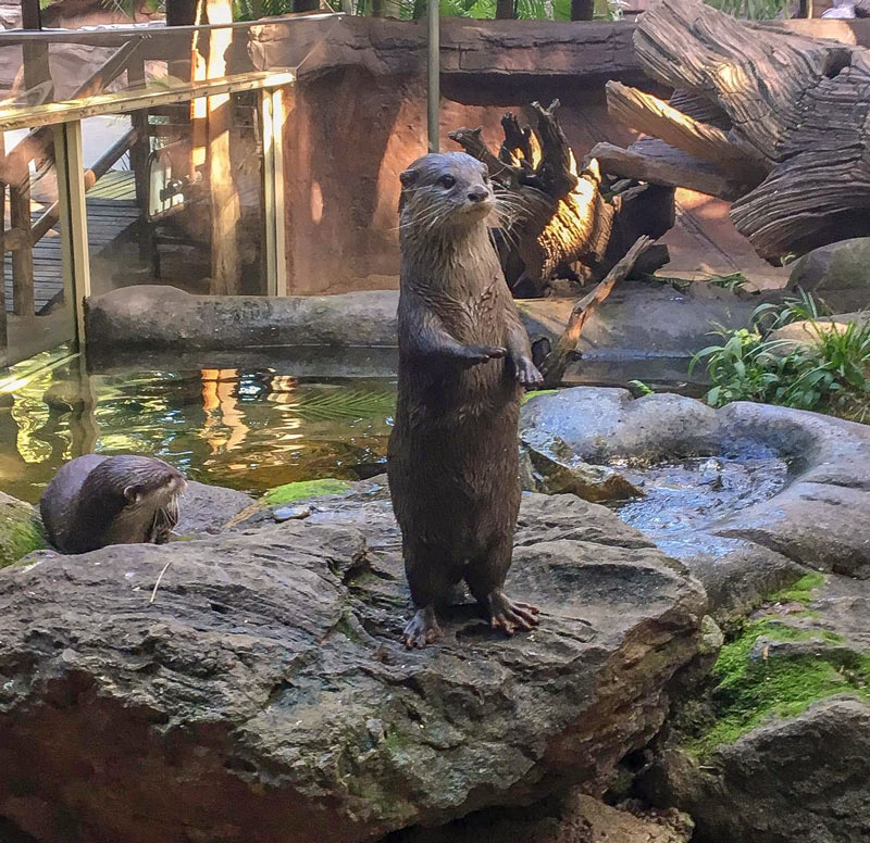 Otter tries to calm his adoring fans