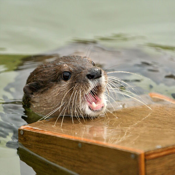 Otters sinking In Titanic