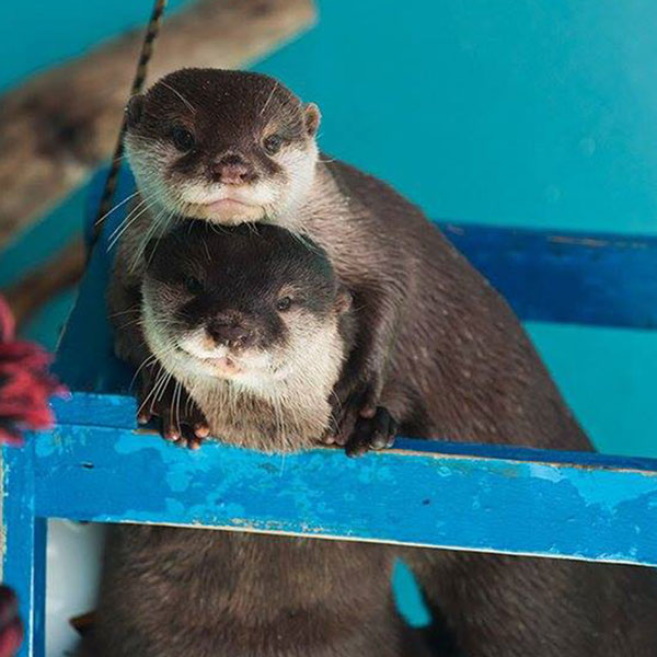 Otters In Love