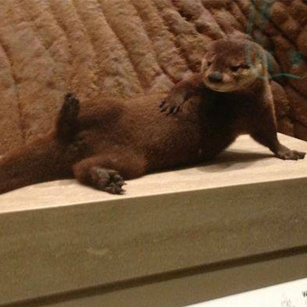 Seductive otter
