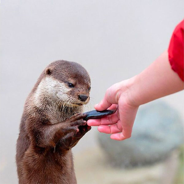 Otter gets pebble