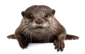 Small-clawed-Otter Small clawed Otter
