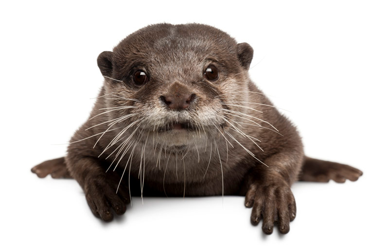 Small-clawed-Otter Small clawed Otter