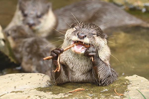 Otter Flossing With A Stick