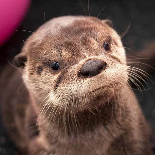 Tilly The River Otter