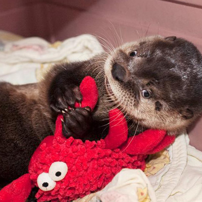 Tilly The River Otter