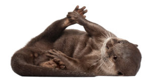 Welcome-To-In-Otter-News In Otter News