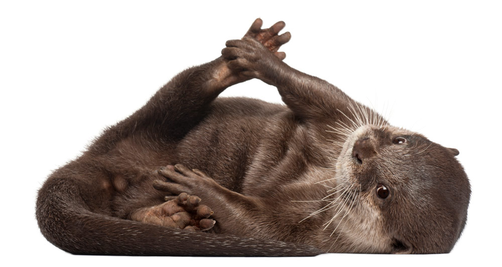 Welcome-To-In-Otter-News In Otter News