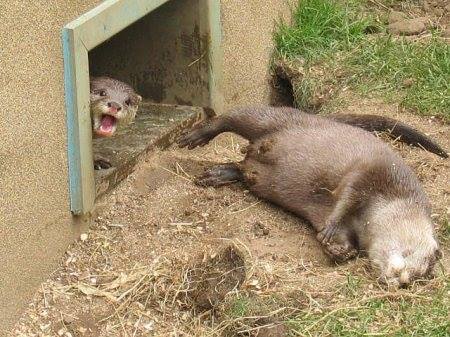 Otter Asleep In Car