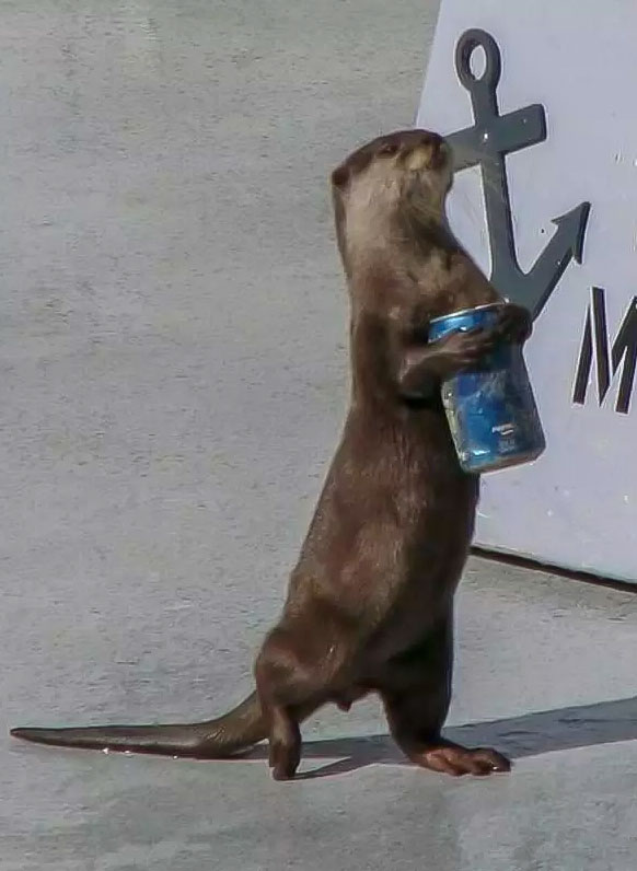 Brad the otter with beer
