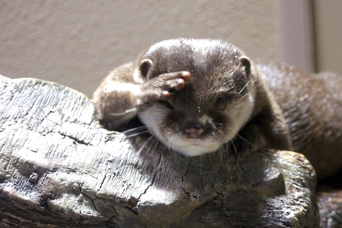 otter-finder-where-can-i-visit-otters-in-otter-news
