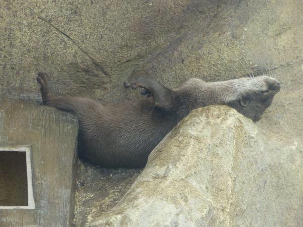 Otter Asleep In Car