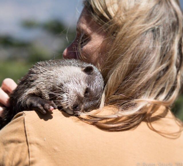 Otter Asleep In Car