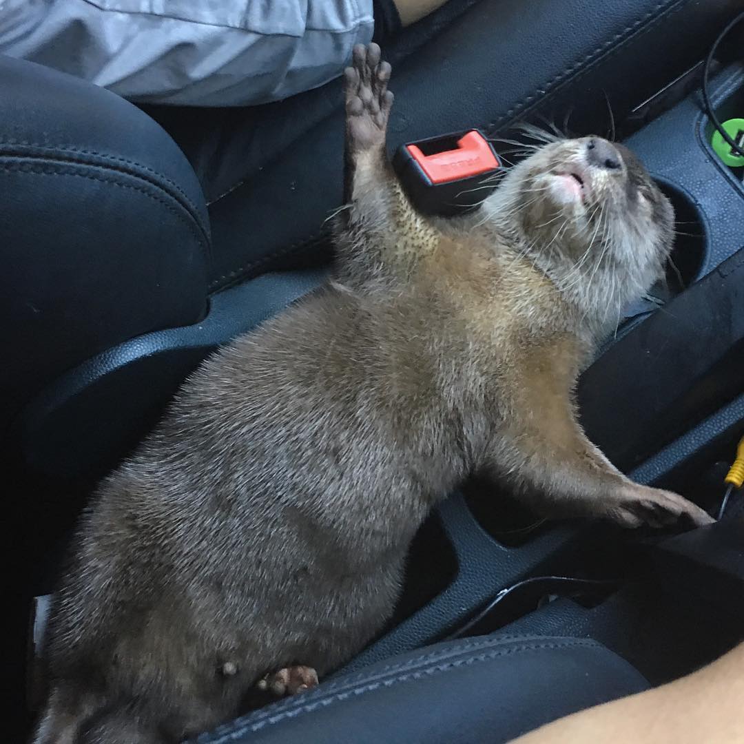 Otter Asleep In Car