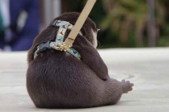 Otter Asleep In Car