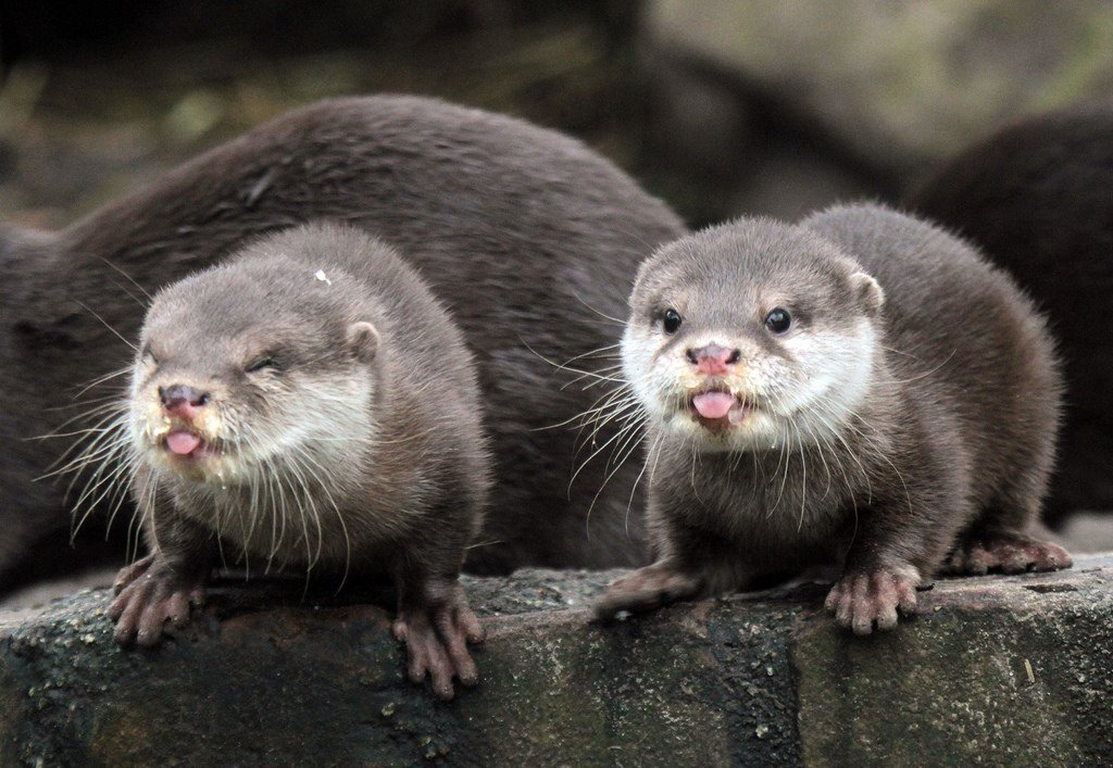 Brad And Steve From Their College Days