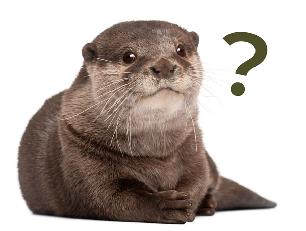Otter-About-Us-Page About in otter news