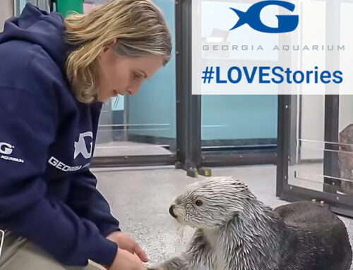 A Love Like No Otter