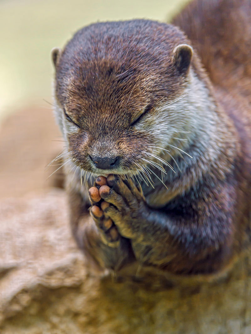 Steve Begging For A Business Loan