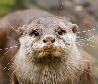 This-Face Steve Looking Sad