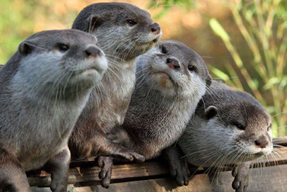 Otter Asleep In Car