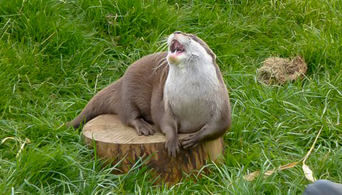 Otter Asleep In Car