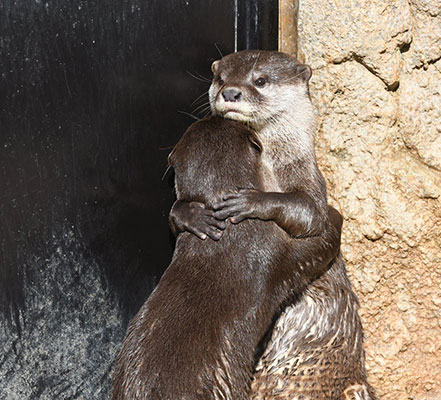 Otter Asleep In Car