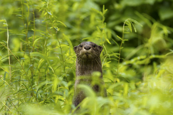 wild Otter Giant wild otter