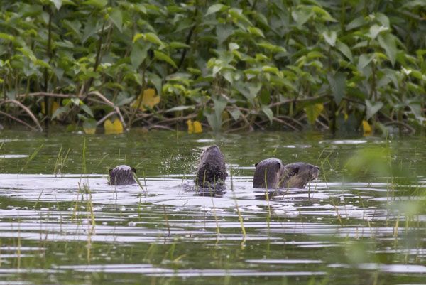 Group of wild Otters Group of wild otters swimming
