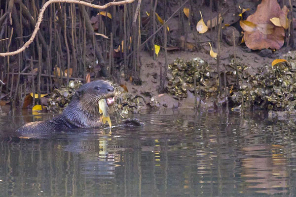 Wild Otter eating fish Giant Otter Eating Fish