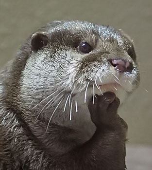 steve-thinking Otter Asleep In Car