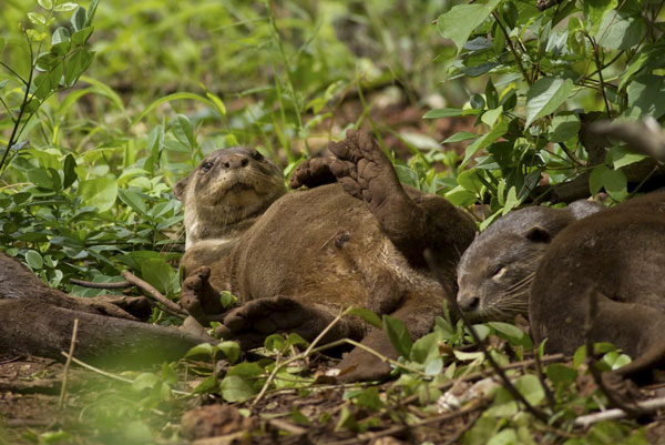 Lazy wild otter Giant wild otter