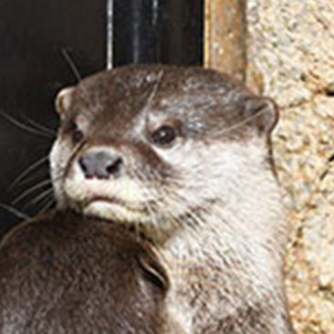 Resolute Otter Asleep In Car