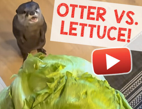 Otter Vs. Lettuce