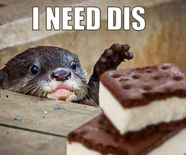 I Need Dis Otter Meme.