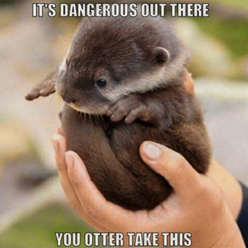 It's Dangerous Out There You Otter Take This - In Otter News