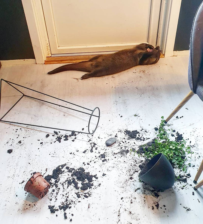 Otter makes a mess