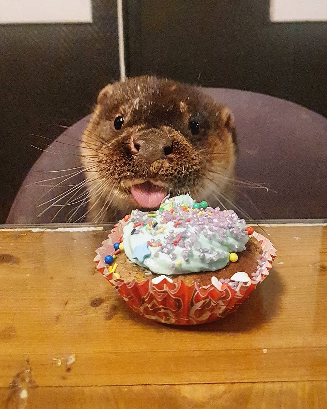 Happy Birthday Otter