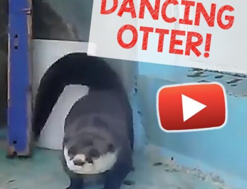 Dancing Otter