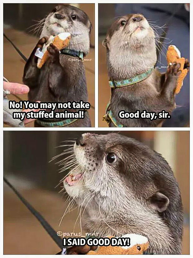 I Said Good Day, Sir Otter Meme. - In Otter News