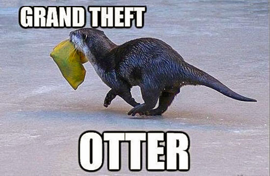 Grand-Theft-Otter Grand Theft Otter Meme