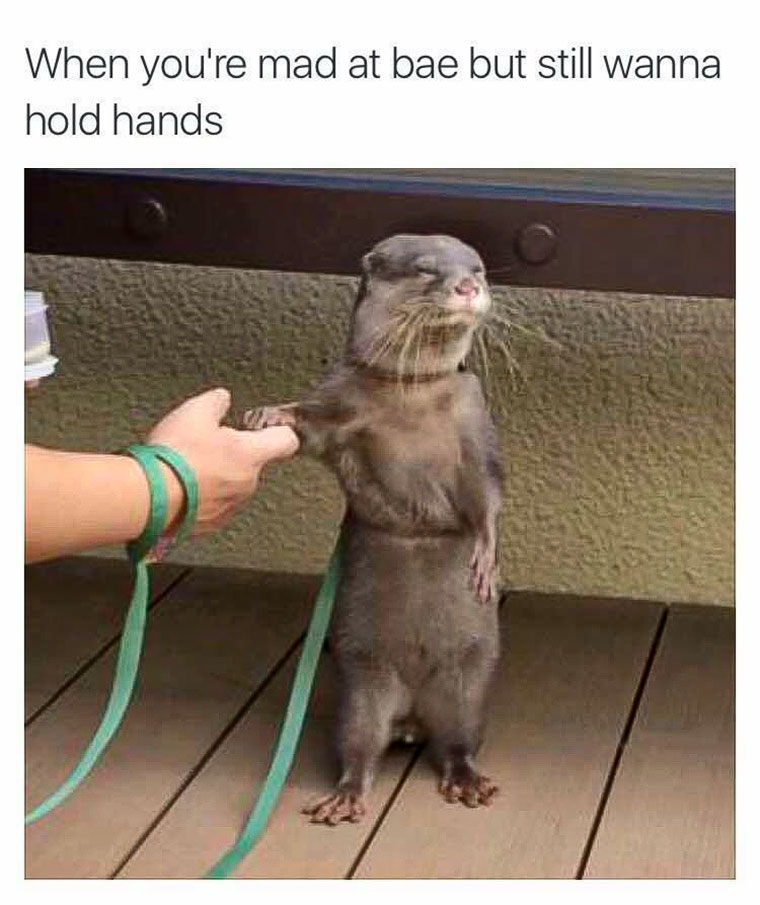 Otter holding hands meme.