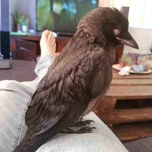 Bird Bird