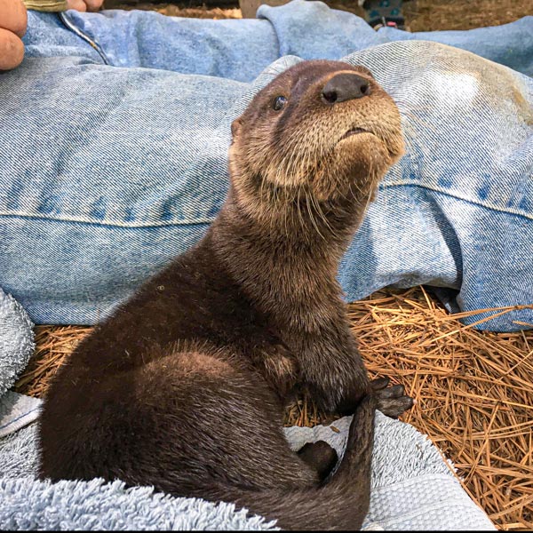 Curious Rescue Otter