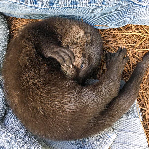 Soft otter, warm otter, little ball of fur!