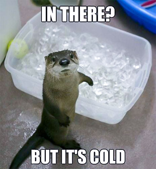 In There? But It&#39;s Cold! Otter Meme - In Otter News