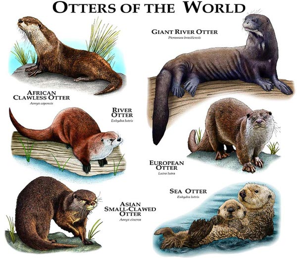 Otters Species Of The World Poster
