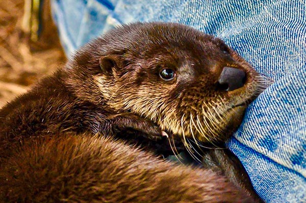 Rescue otter is very good at being cute