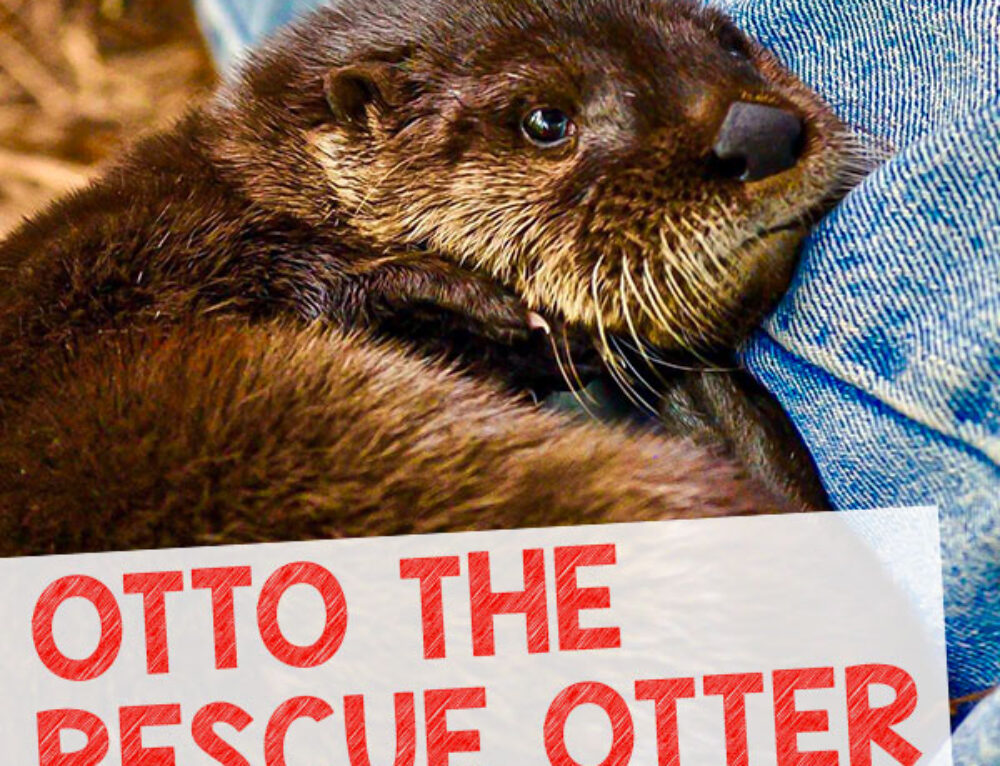 Like Otters - A Poem By Hollie McNish - In Otter News